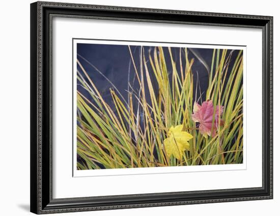 Rogue River Leaves-Donald Paulson-Framed Giclee Print