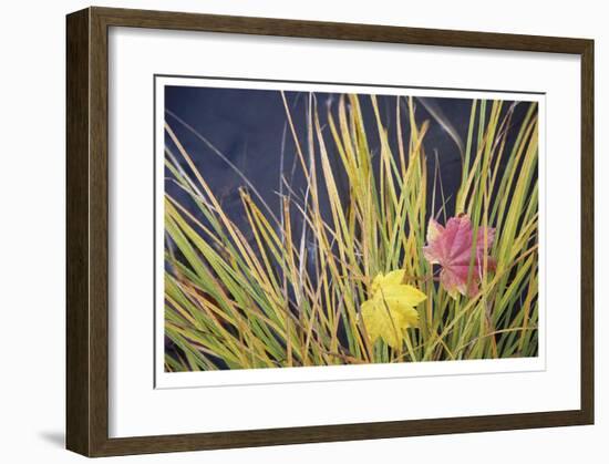 Rogue River Leaves-Donald Paulson-Framed Giclee Print