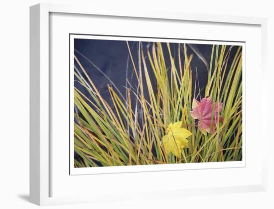 Rogue River Leaves-Donald Paulson-Framed Giclee Print