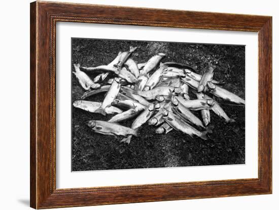 Rogue River Valley, Oregon catch of Trout Photograph - Rogue River, OR-Lantern Press-Framed Art Print