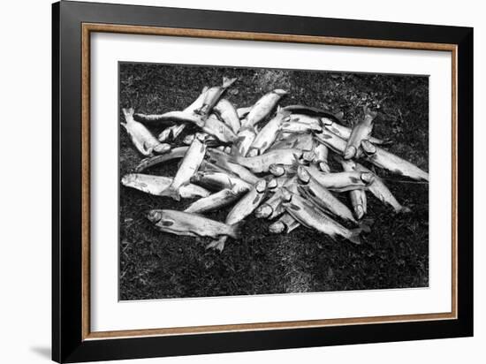 Rogue River Valley, Oregon catch of Trout Photograph - Rogue River, OR-Lantern Press-Framed Art Print