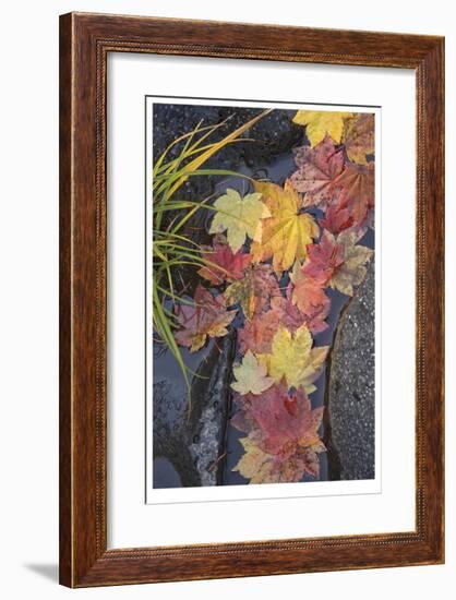 Rogue River Vine Maple-Donald Paulson-Framed Giclee Print