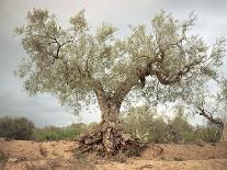 An Old Olive Tree-Roland Andrijauskas-Mounted Photographic Print