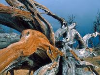 Tree on cliff, Zion National Park, Utah, USA-Roland Gerth-Photographic Print