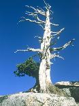 Dead tree in the Yosemite National Park, California, USA-Roland Gerth-Photographic Print