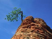 Tree on cliff, Zion National Park, Utah, USA-Roland Gerth-Mounted Photographic Print