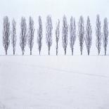 Landscape, Row of Trees, Winter-Roland T.-Photographic Print