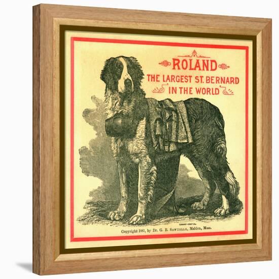 Roland the Largest St. Bernard in the World Trade Card-null-Framed Premier Image Canvas