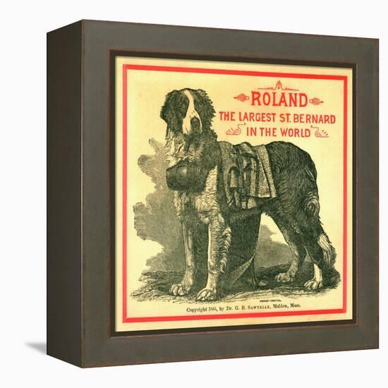 Roland the Largest St. Bernard in the World Trade Card-null-Framed Premier Image Canvas