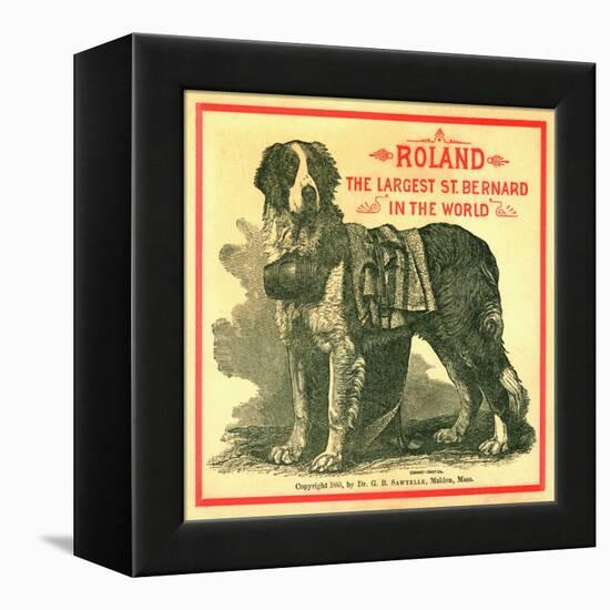 Roland the Largest St. Bernard in the World Trade Card-null-Framed Premier Image Canvas