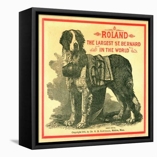 Roland the Largest St. Bernard in the World Trade Card-null-Framed Premier Image Canvas