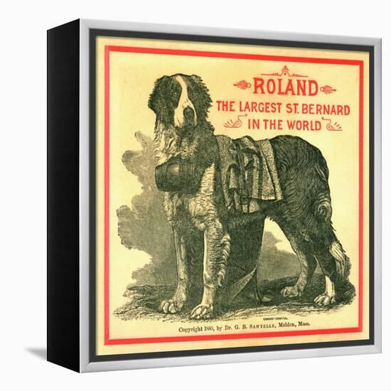 Roland the Largest St. Bernard in the World Trade Card-null-Framed Premier Image Canvas