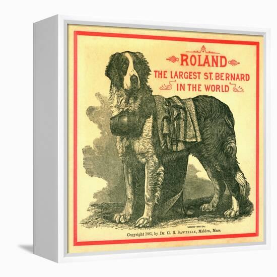 Roland the Largest St. Bernard in the World Trade Card-null-Framed Premier Image Canvas