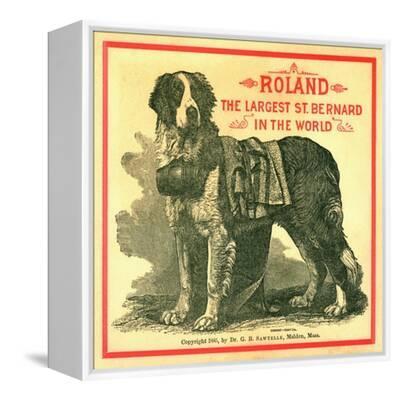 Roland the Largest St. Bernard in the World Trade Card' Giclee Print