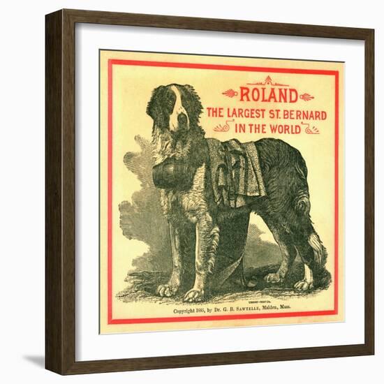 Roland the Largest St. Bernard in the World Trade Card-null-Framed Giclee Print