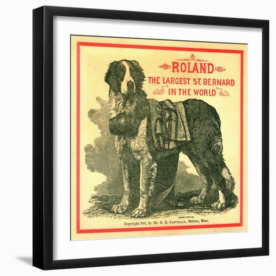 Roland the Largest St. Bernard in the World Trade Card-null-Framed Giclee Print