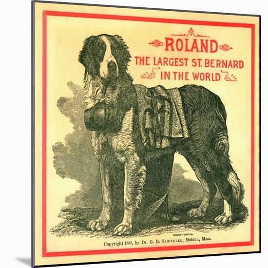 Roland the Largest St. Bernard in the World Trade Card-null-Mounted Giclee Print