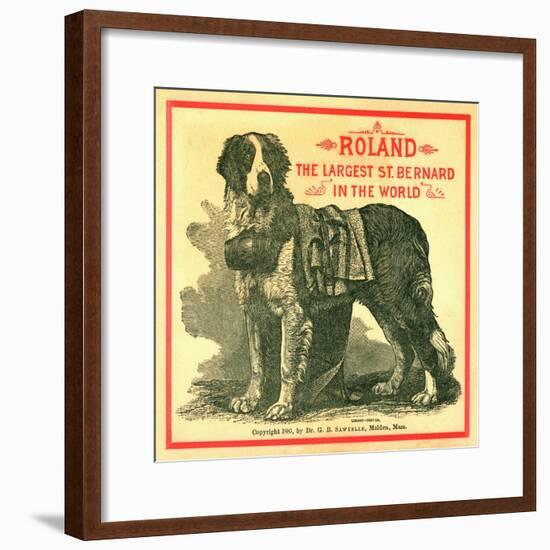 Roland the Largest St. Bernard in the World Trade Card-null-Framed Giclee Print