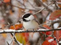 Adult Black-capped Chickadee in Snow, Grand Teton National Park, Wyoming, USA-Rolf Nussbaumer-Photographic Print