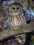 Barred Owl in Tree, Corkscrew Swamp Sanctuary Florida USA-Rolf Nussbaumer-Photographic Print