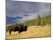 Photographic Print