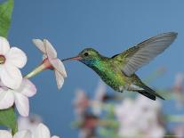 Broad Billed Hummingbird, Male Feeding on Nicotiana Flower, Arizona, USA-Rolf Nussbaumer-Photographic Print