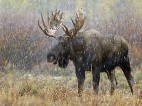Bull Moose in Snowstorm, Grand Teton National Park, Wyoming, USA-Rolf Nussbaumer-Photographic Print
