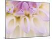 Premium Photographic Print