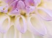 Premium Photographic Print