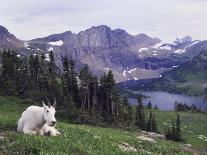 Mountain Goat Adult with Summer Coat, Hidden Lake, Glacier National Park, Montana, Usa, July 2007-Rolf Nussbaumer-Photographic Print