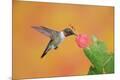 Photographic Print