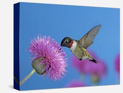 Embroidered Ruby Throated Hummingbirds and Fuchsia Flowers Kitchen