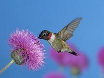Ruby Throated Hummingbird, Feeding from Flower, USA-Rolf Nussbaumer-Photographic Print
