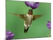 Photographic Print