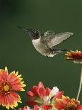 Ruby Throated Hummingbird, Male Flying, Texas, USA-Rolf Nussbaumer-Framed Photographic Print