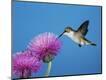 Photographic Print