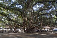 Banyan Tree, Lahaina, Maui, Hawaii, United States of America, Pacific-Rolf Richardson-Framed Premier Image Canvas