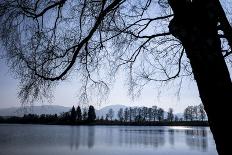 Young Spring in the Staffelsee with Birch in the Back Light, Uffing-Rolf Roeckl-Photographic Print