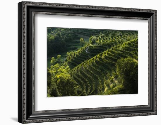 Rolle, Valdobbiadene, Veneto, Italy, Europe-Sergio Pitamitz-Framed Photographic Print