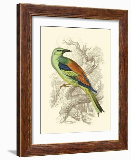 Roller-Sir William Jardine-Framed Art Print