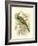 Roller-Sir William Jardine-Framed Art Print