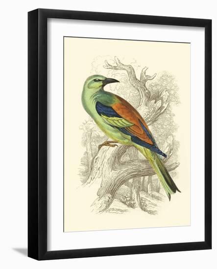 Roller-Sir William Jardine-Framed Art Print