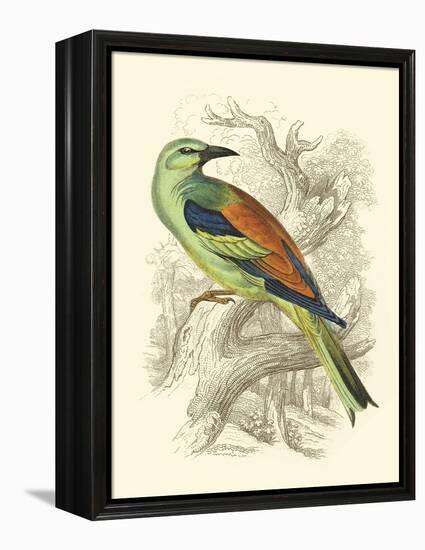 Roller-Sir William Jardine-Framed Stretched Canvas