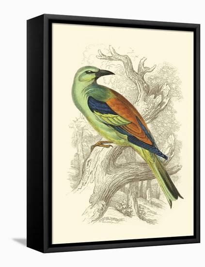 Roller-Sir William Jardine-Framed Stretched Canvas