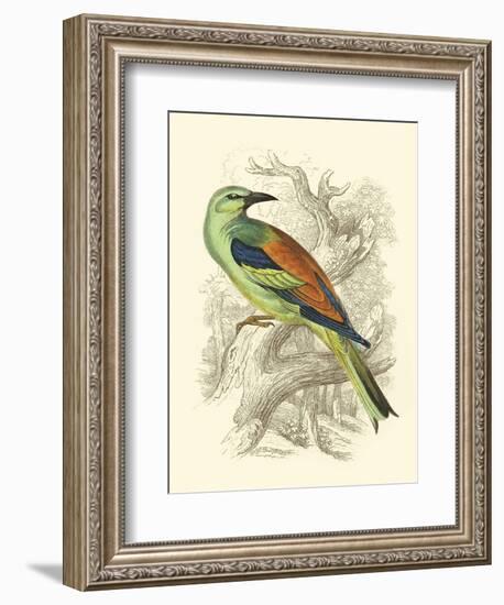 Roller-Sir William Jardine-Framed Art Print