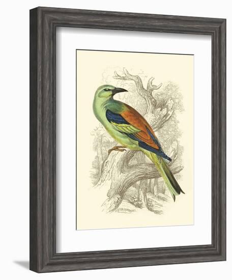 Roller-Sir William Jardine-Framed Art Print