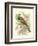 Roller-Sir William Jardine-Framed Art Print