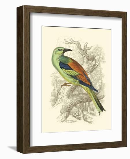 Roller-Sir William Jardine-Framed Art Print