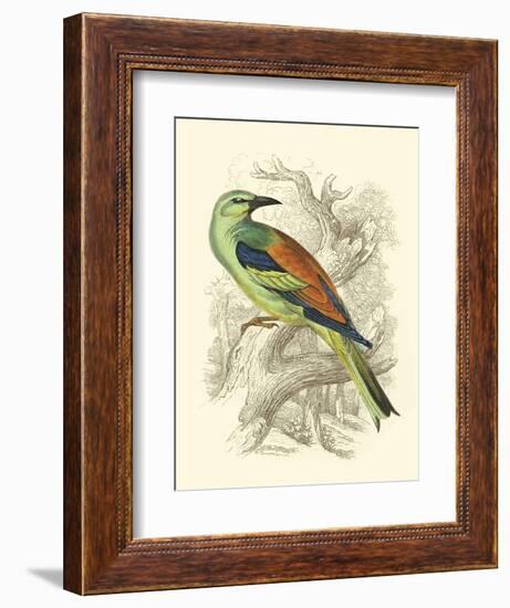 Roller-Sir William Jardine-Framed Art Print