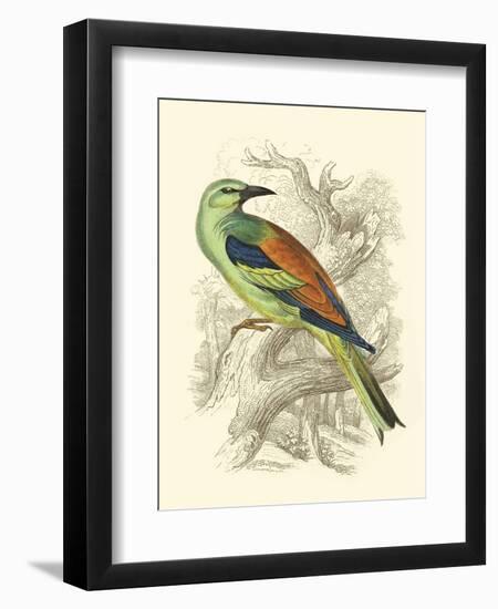 Roller-Sir William Jardine-Framed Art Print